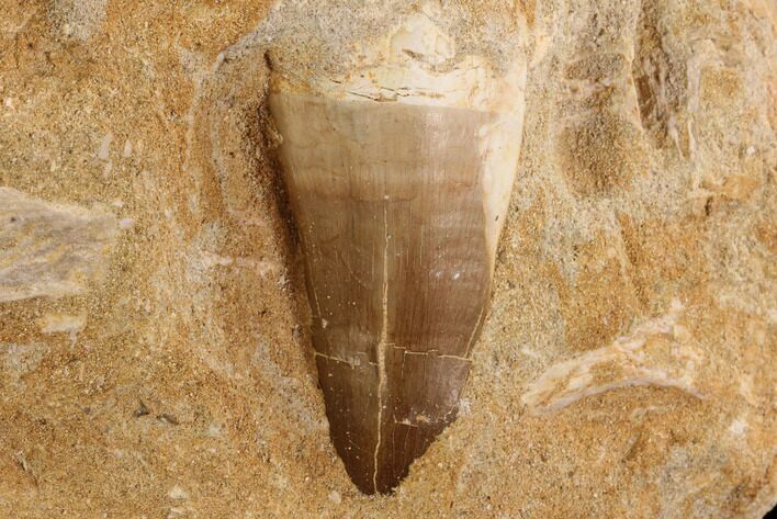 Mosasaur (Prognathodon) Tooth In Rock #91246